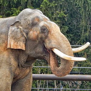 Dec. 2014 - Asia Quest - Hank