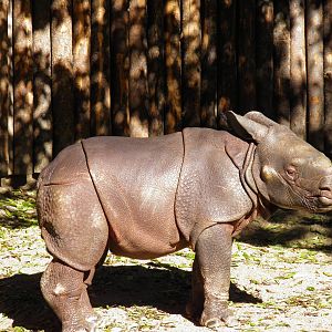 Indian Rhino calf