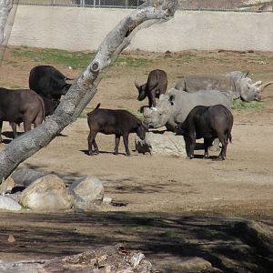 A herd of Cape Buffalo with a Southern White Rhino and a Northern White Rhi