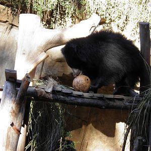 Sloth Bear with food ball