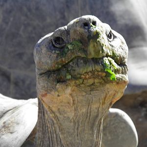 Galapagos Giant Tortoise
