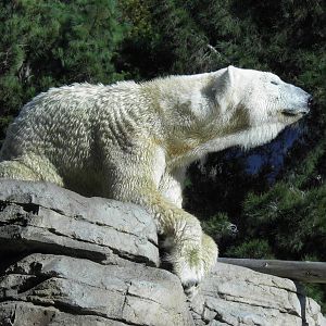 Polar Bear on his throne
