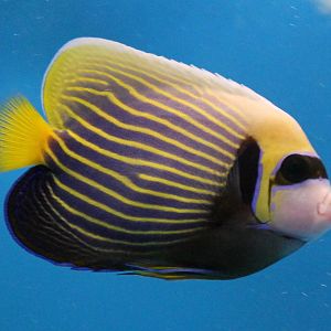 Emperor angelfish