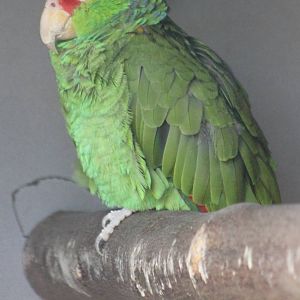 Green-cheeked amazon