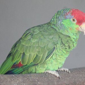 Green-cheeked amazon