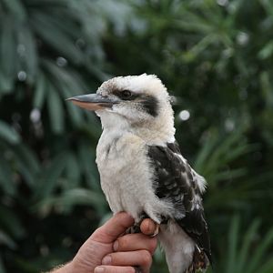 kookaburra