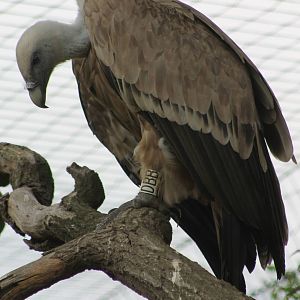 Griffon vulture
