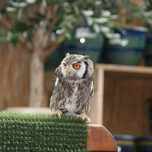 White-faced scops owl