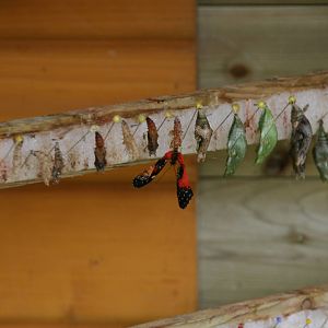 a newly hatched butterfly
