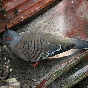 Crested pigeon