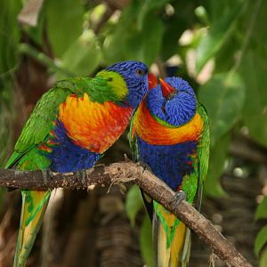 a pair of Rainbow lorikeets