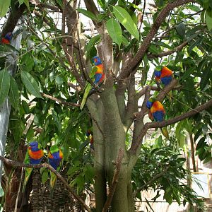 Rainbow lorikeets