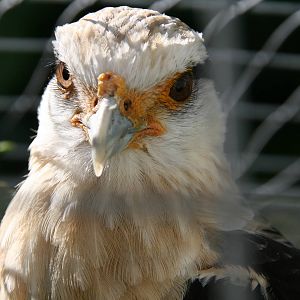 Yellow-headed caracara
