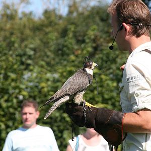 a falconer with a hooded falcon
