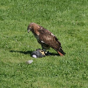 a bird of prey on its lure