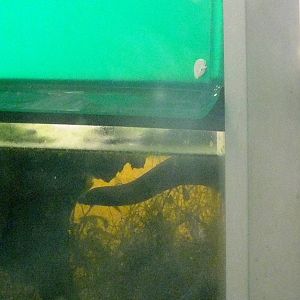 Rubber eel (caecilian)