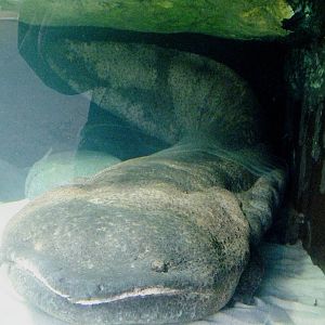 Chinese Giant Salamader