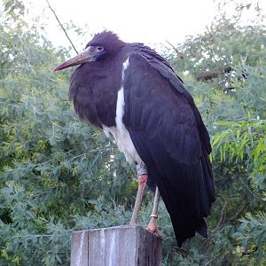 Abdim's Stork in Bird Safari