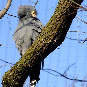 African Harrier-Hawk
