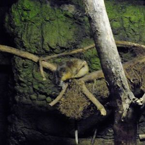 Australian Water Rat