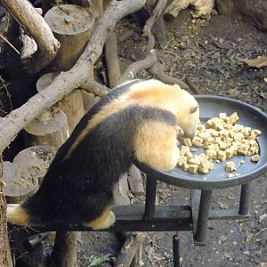 Tamandua