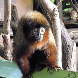 Red Titi Monkey