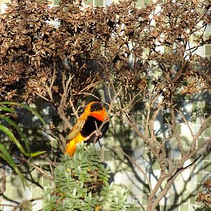 Red Bishop Bird