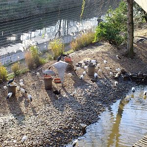 Inside Snowdon Aviary