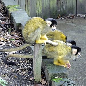 Squirrel Monkeys