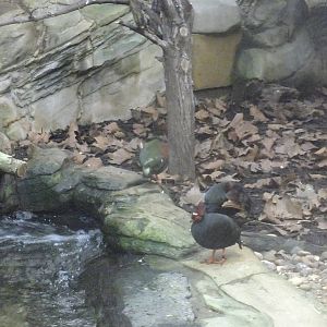 Crested wood-partridge