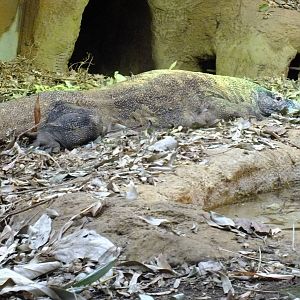 Komodo Dragon