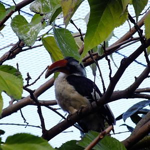 Von Der Decken's Hornbill