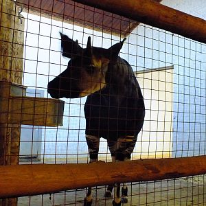 Okapi Indoors