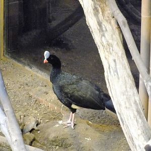 Helmeted Curassow