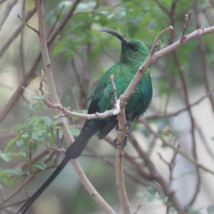 Malachite Sunbird (Nectarinia famosa) male, April 2013