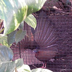 Great Argus displaying