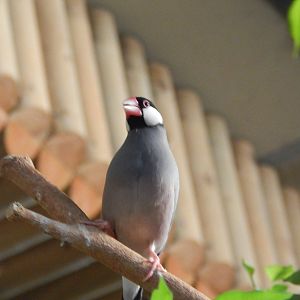 Free flying Java Finch in the tropical realm