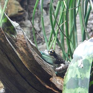Mission Golden-eyed Tree Frog