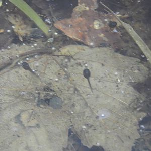 Mission Golden-eyed Tree Frog tadpoles