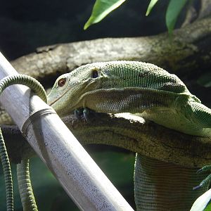 Emerald Tree monitor