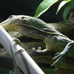 Emerald Tree Monitor