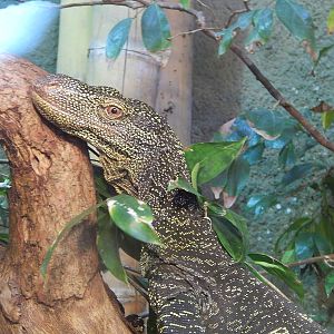 Crocodile Monitor