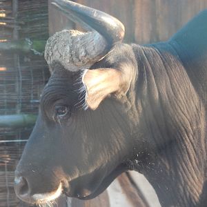 Banteng bull