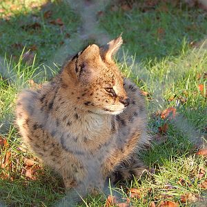 Serval