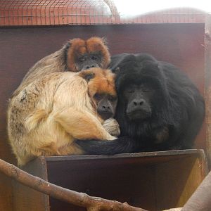 Black Howler family
