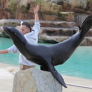 Training a Sea lion 13-12-14