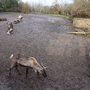 Awful Reindeer enclosure 13-12-14