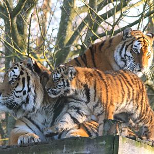 Amur Tiger family 13-12-14