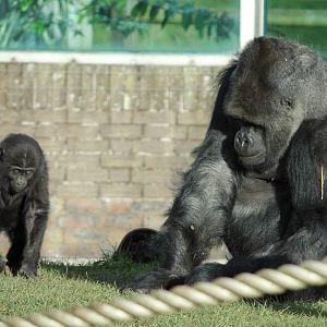 Western lowland gorilla male and youngster 13-12-14
