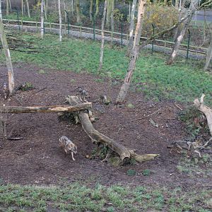 Iberian Wolf enclosure 13-12-14